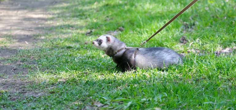 alimentation furet