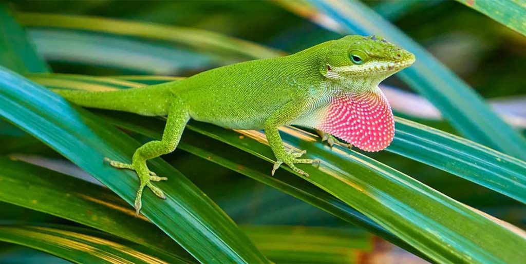 Anolis