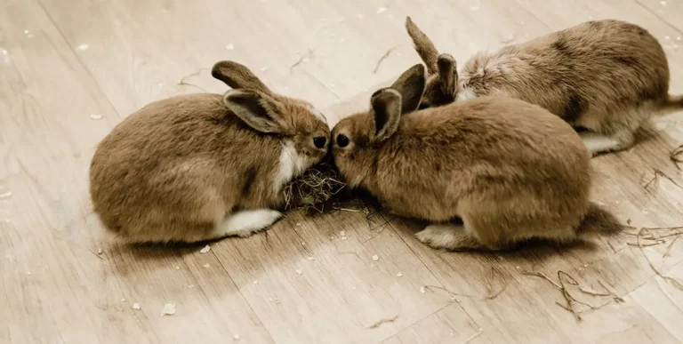 cohabitation lapin