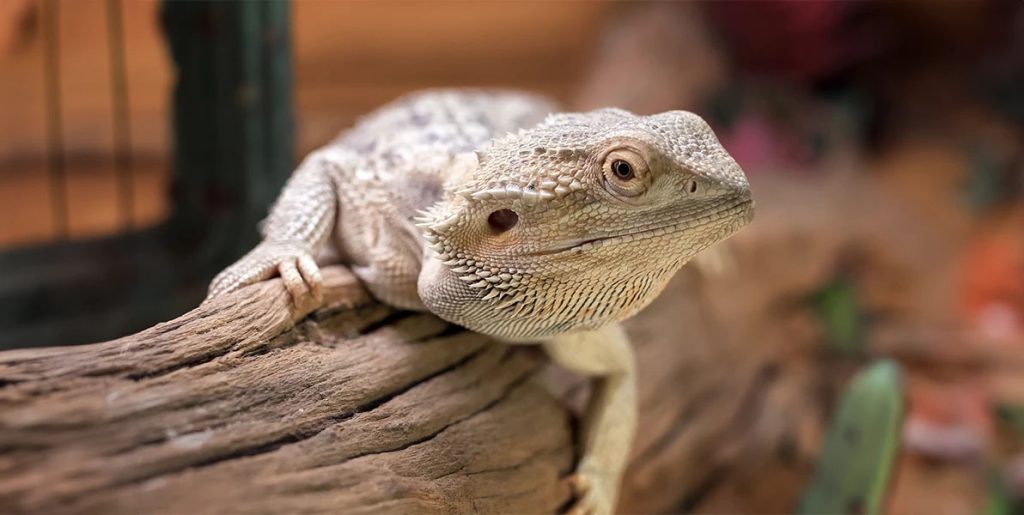 Alimentation des lézards omnivores