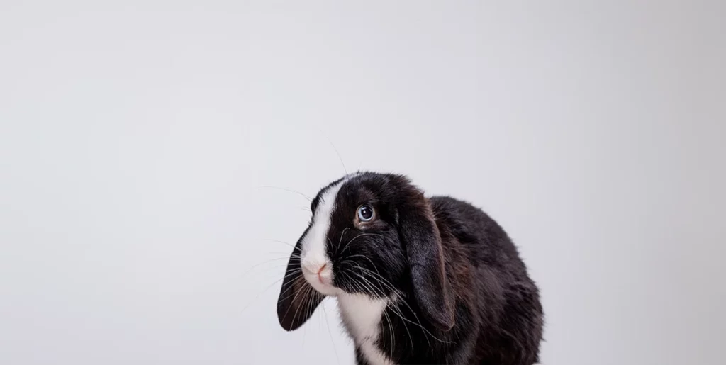 pathologies urinaires chez le lapin