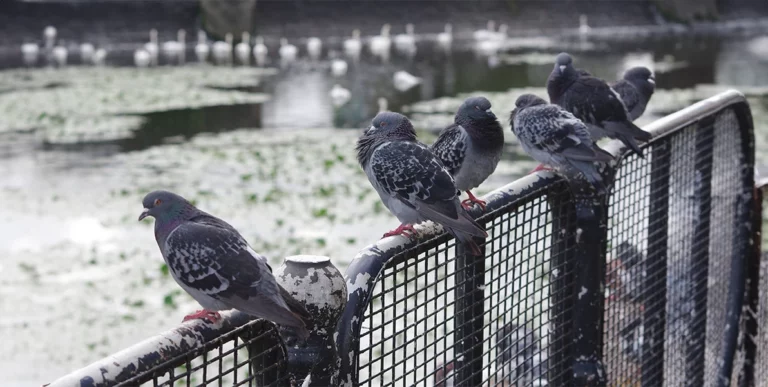 élevage hivernal des pigeons