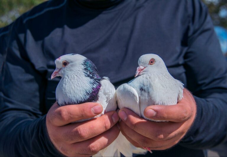 élevage hivernal des pigeons