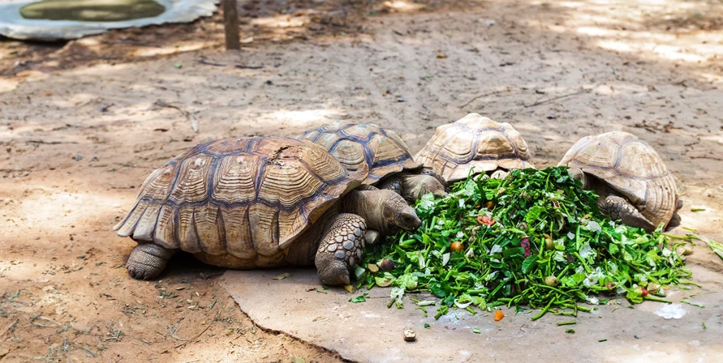 Alimentation des tortues