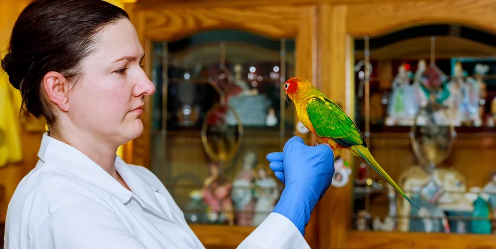 Les maladies des perroquets et perruches