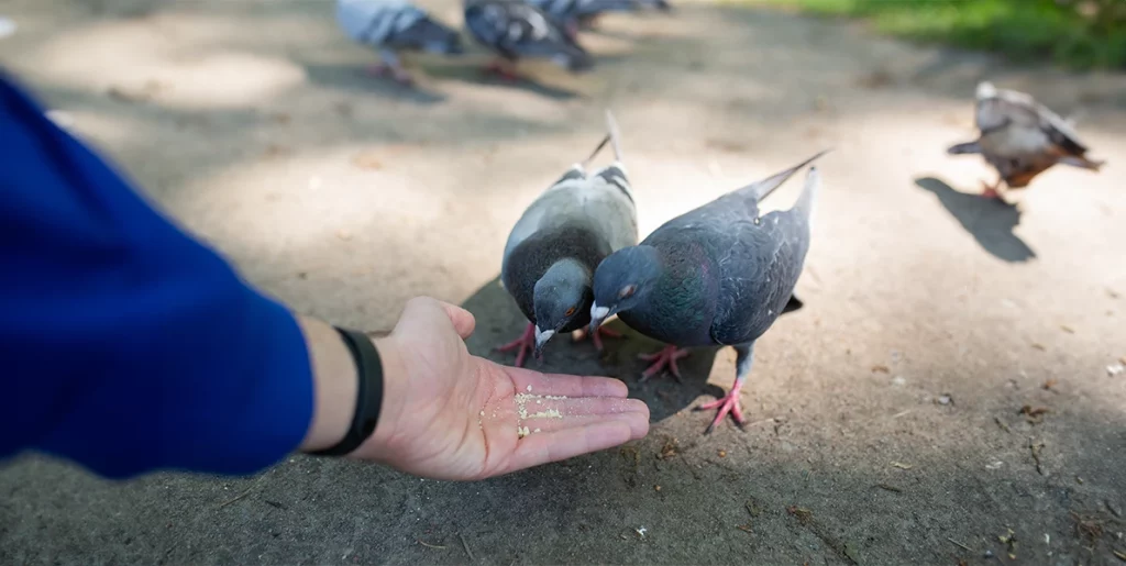 comportement des pigeons