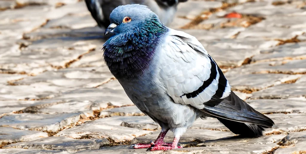 Maladies des pigeons
