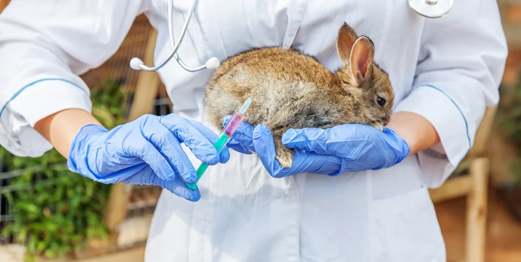 maladies chez les lapins